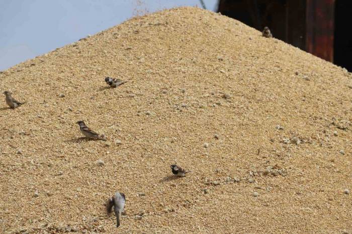 Sivas’ta Tüccarlarda Hububat Alımı Yoğunluğu