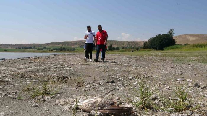 Tatvan’da Martı Ölümleri