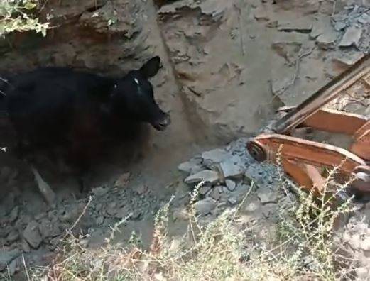 5 Metrelik Kuyuya Düşen İnek, Kepçeyle Kurtarıldı