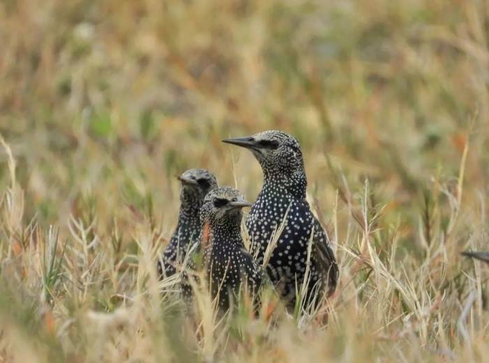 Milleyha Sulak Alanı’ndaki Kuşlar Hayran Bırakıyor