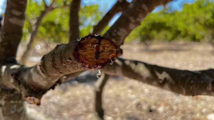 10 Yıl Önce Dikilen Sakız Ağaçlarına İlk Çizikler Atıldı