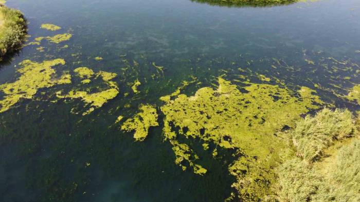 Karasu Akarsuyu Yosun Tuttu