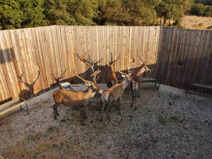 Türkiye’nin ‘Maldivleri’ Salda Gölü Kızıl Geyiklerine Kavuştu