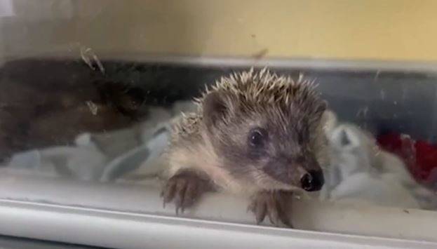 Bebek Kirpiler Koruma Altında