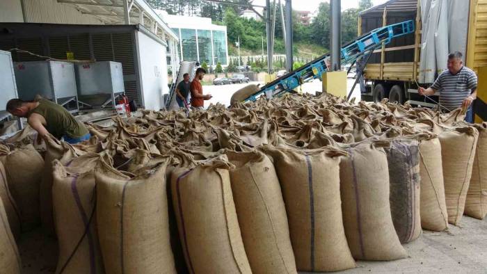 Serbest Piyasada Fındık Fiyatları Yükselme Eğilimine Girdi