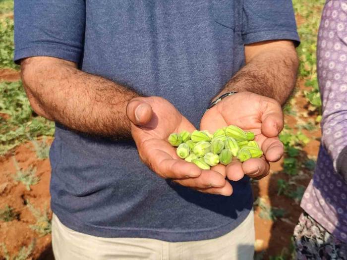 Çal Bamyasının Tescillenmesi İçin Çalışma Başlatıldı