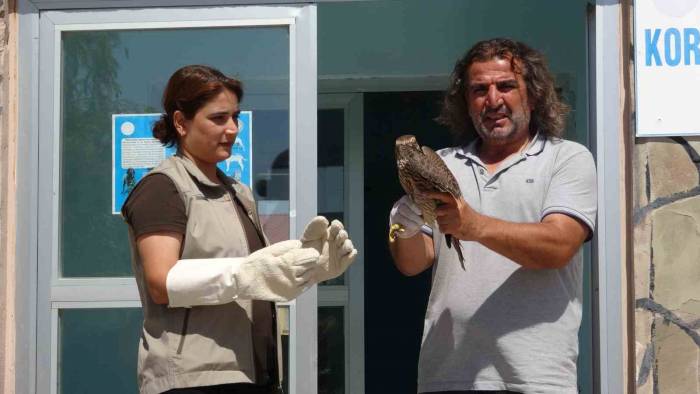 İsrail’de Halkalanan Gökdoğan Kuşu Tedavisinin Ardından Özgürlüğe Kanat Çırptı