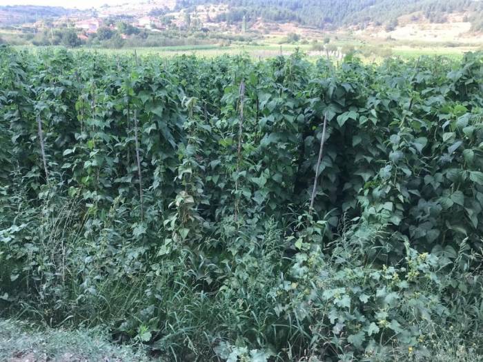 Sebze Meyve Üretiminde Güz Bereketi