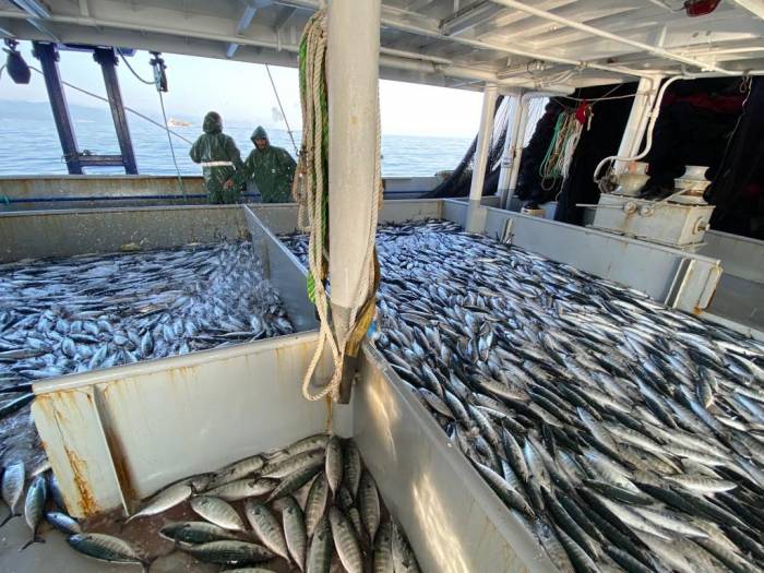 Havalar Serinledi, Palamut Kendini Gösterdi
