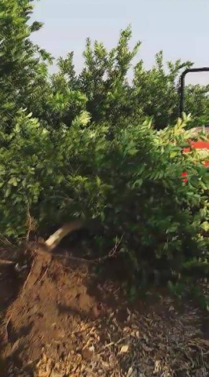 Tüccar "3 Tl’den Alırım" Deyince Tepki Gösteren Çiftçi, Limon Ağacını Söktü