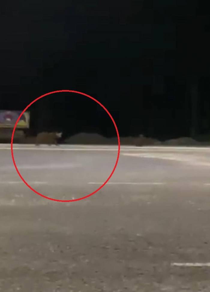 Karayoluna İnen Ayılar Kamerada