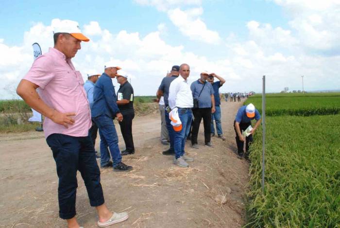 Manyas’ta Çeltik Tarla Günü Düzenlendi