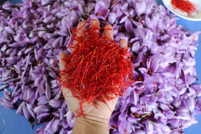 Safranbolu Safranı Avrupa Birliği Komisyonu Tarafından Tescillendi