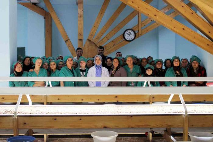 Fındık İhracatı Yapılan Tesiste İnceleme