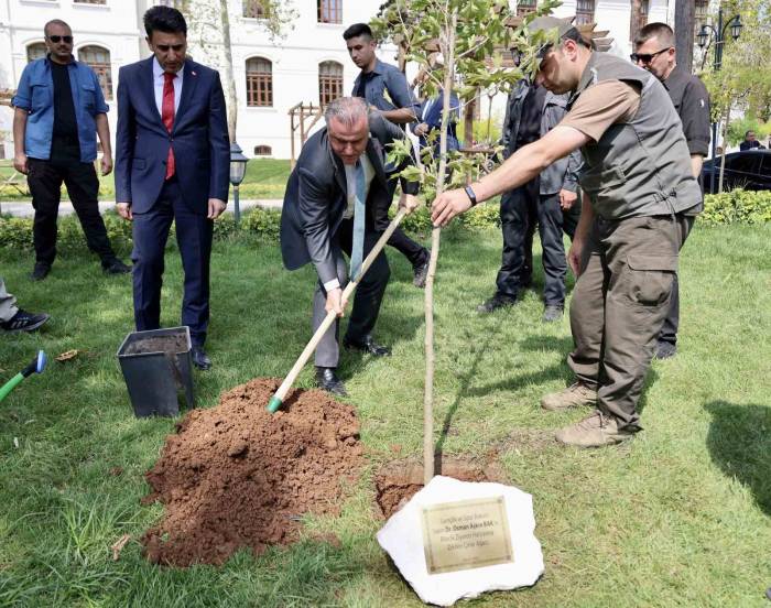 Gençlik Ve Spor Bakanı Osman Aşkın Bak, Kendi Adına Hazırlanan Çınar Ağacı Fidesi Toprakla Buluşturdu