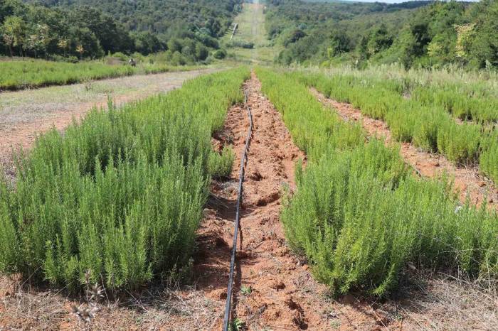 Botanik Vadisi’nde Biberiye Zamanı: Hedef 15 Ton