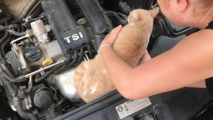 Otomobilin Motor Kısmına Giren Kedisini Çıkarmak İçin Saatlerce Gözyaşlarıyla Dil Döktü