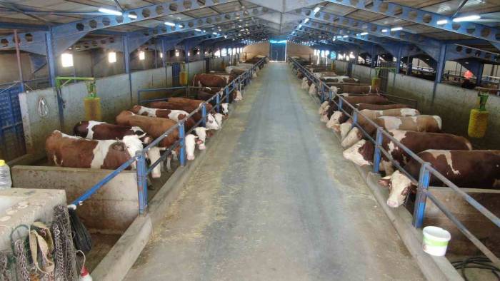 Devletten Aldığı Destek İle Babasından Kalan Ahırı Modern Çiftliğe Çevirdi