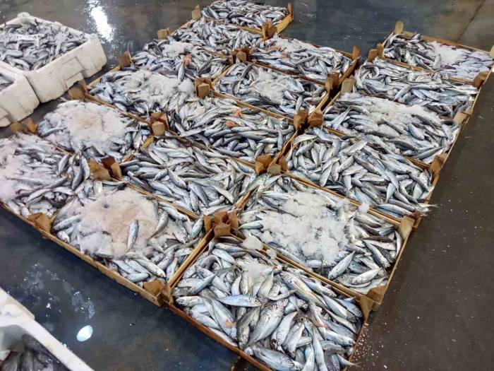 İzmirli Balıkçılar Sezondan Umutlu