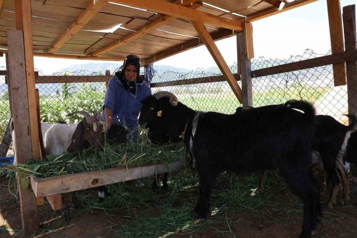 Kıl Keçisi Projesi İçin Son Başvuru 15 Eylül’e Uzatıldı