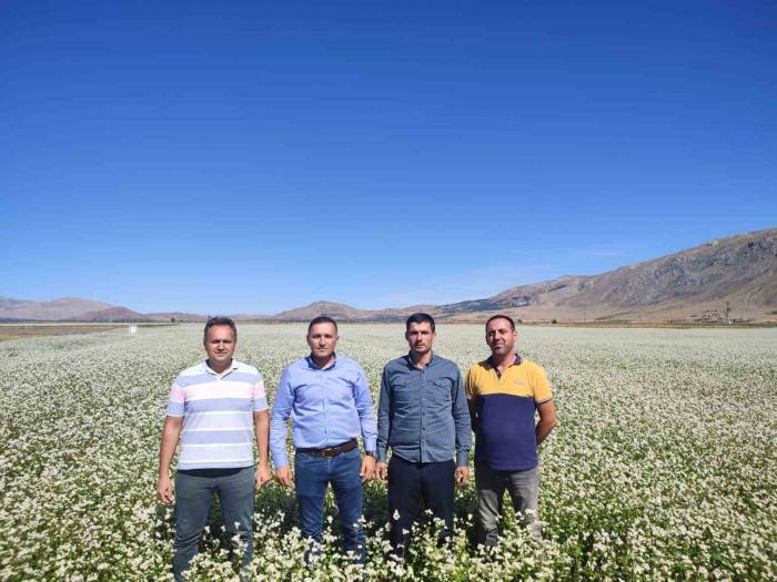 Dinar Çiftçisi Kara Buğdayı Çok Sevdi