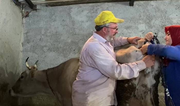 Kurdun Saldırdığı İneğe Yapay Kuyruk Yaptılar