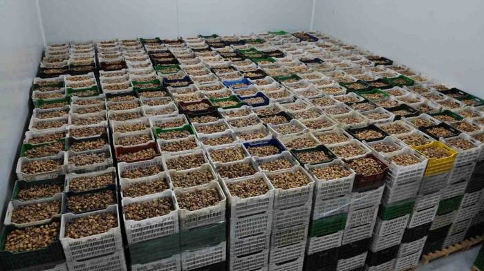 Tariş Kuru İncir Fiyatlarını Güncelledi