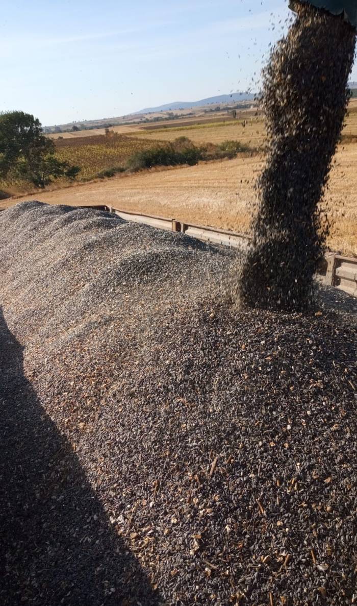 Kuraklık Ayçiçeğini Olumsuz Etkiledi