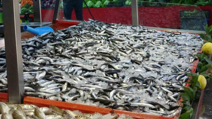 Bolu’da Hamsinin Fiyatı 40 Lira Birden Düştü