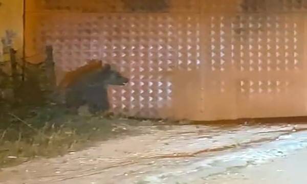 Bolu’da Aç Kalan Ayı Evlerin Yakınlarına İndi