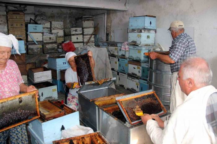 Çam Balında Rekolte Beklentisi 14-15 Bin Ton