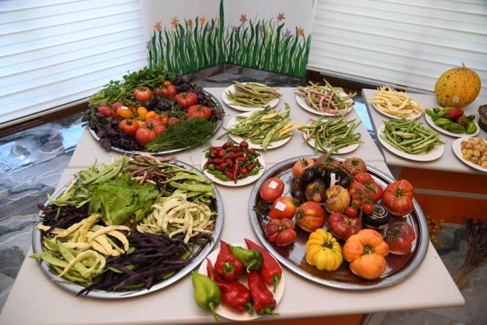 Pursaklar’ın Ata Bahçesi’nde Bereketli Hasat