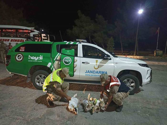 Şanlıurfa’da Çuvallara Sarılmış Halde 4 Yaralı Ceylan Yavrusu Ele Geçirildi