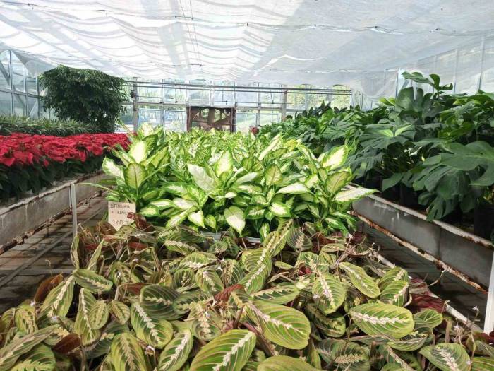 Sincan Belediyesinin Çiçek Serası Rengarenk