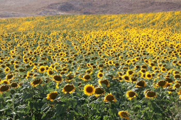 İzdihama Neden Oluyordu, Sivas’ta Binlerce Dekar Alanda Ekimi Yapıldı