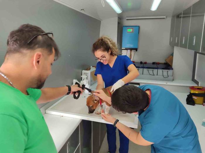 Sokak Hayvanlarına Yönelik Çalışmalar Sürüyor