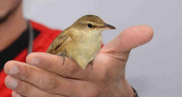 Kalp Masajı Yapılarak Hayata Döndürülen Kuş Tedavi Altına Alındı