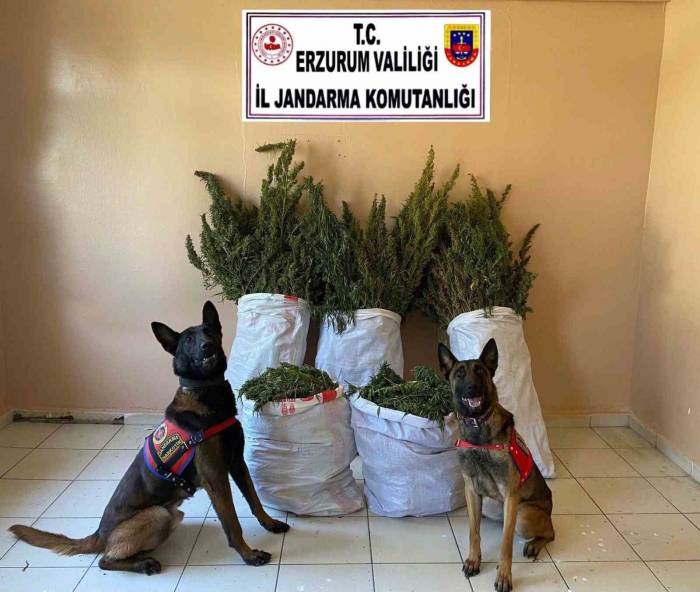 Jandarmadan Uyuşturucu Operasyonu
