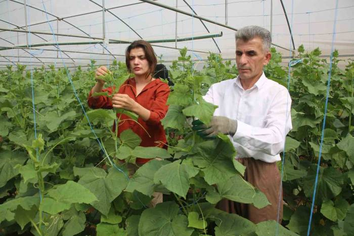 Derecik’te Seracılık Yaygınlaşıyor