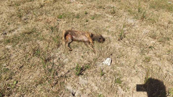 Alibey Barajı’ndaki Köpek Ölülerini İski Temizlemeyince, Sultangazi Belediyesi Topladı