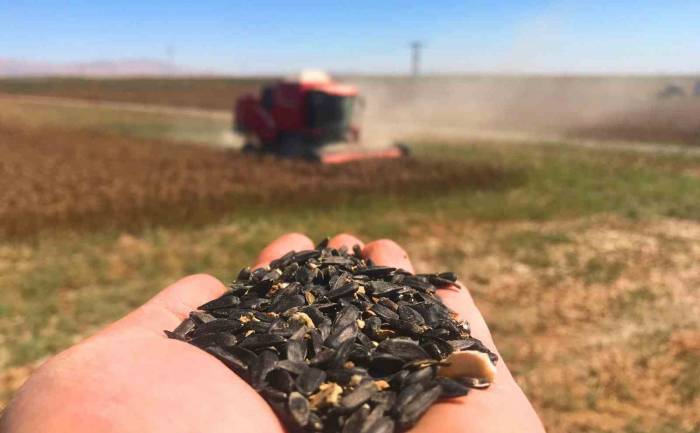 Konya Ovası’nda 640 Bin Dekarlık Alanda Ayçiçeği Hasadı Başladı