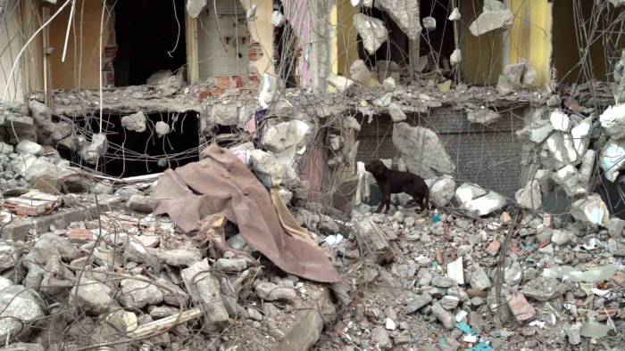 Kurtarma Köpeği Ateş’e Site Enkazında Eğitim