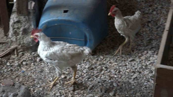 Alo Acil 112 Tavuğum Yaralandı