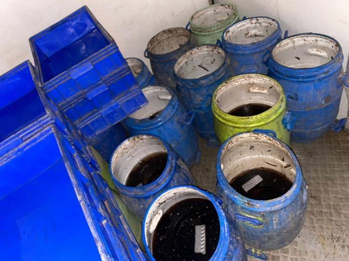 Jandarma Ayvacık’ta Yol Kontrollerinde Minibüs İçinde 550 Kilogram Canlı Deniz Patlıcanı Ele Geçirdi