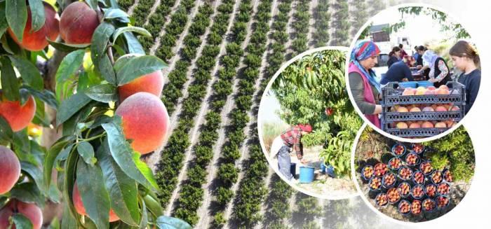 Pamukkale’de Şeftali Hasadı Başladı