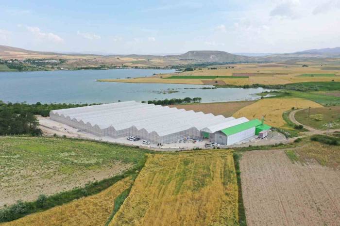 Jeotermal Serada ’topraksız Tarım’ Başladı: Yaz Kış Üretim Olacak