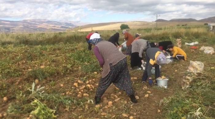 Erzincan’da Patates Hasadı Başladı
