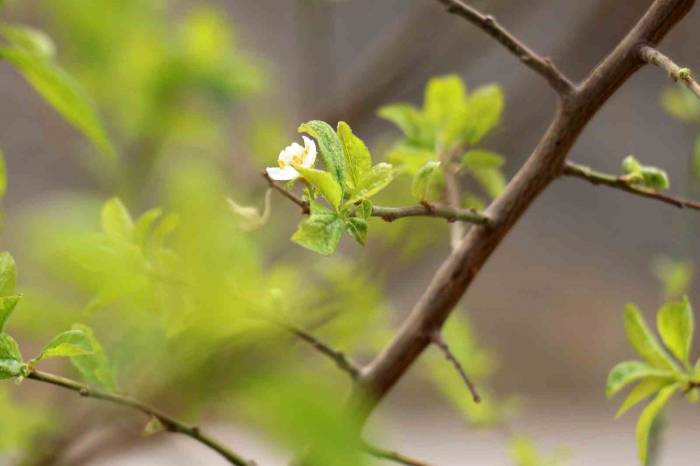 Gümüşhane’de Eylül Ayının Ortasında Erik Ağacı Çiçek Açtı