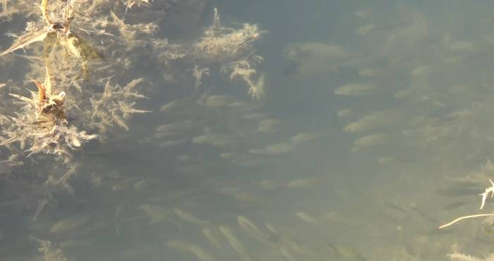 Muş’ta Göl Ve Göletlere 3 Milyon 500 Bin Yavru Sazan Bırakıldı