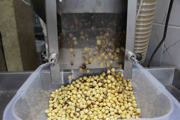 Toplaması Ve Kurutması Bitti, Şimdi Sıra Kırmasında Ve Kavrulmasında